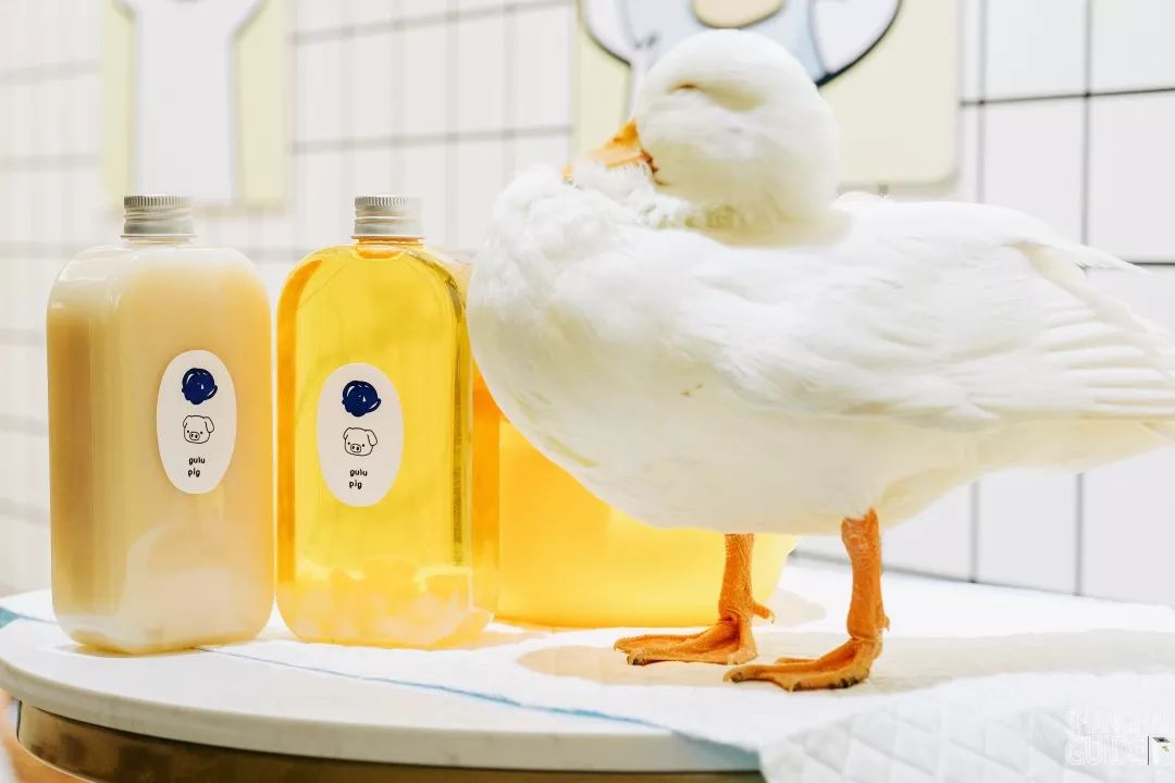 魔都首家合法"鸭"店!8只售价1w 的网红柯尔鸭亲自坐镇