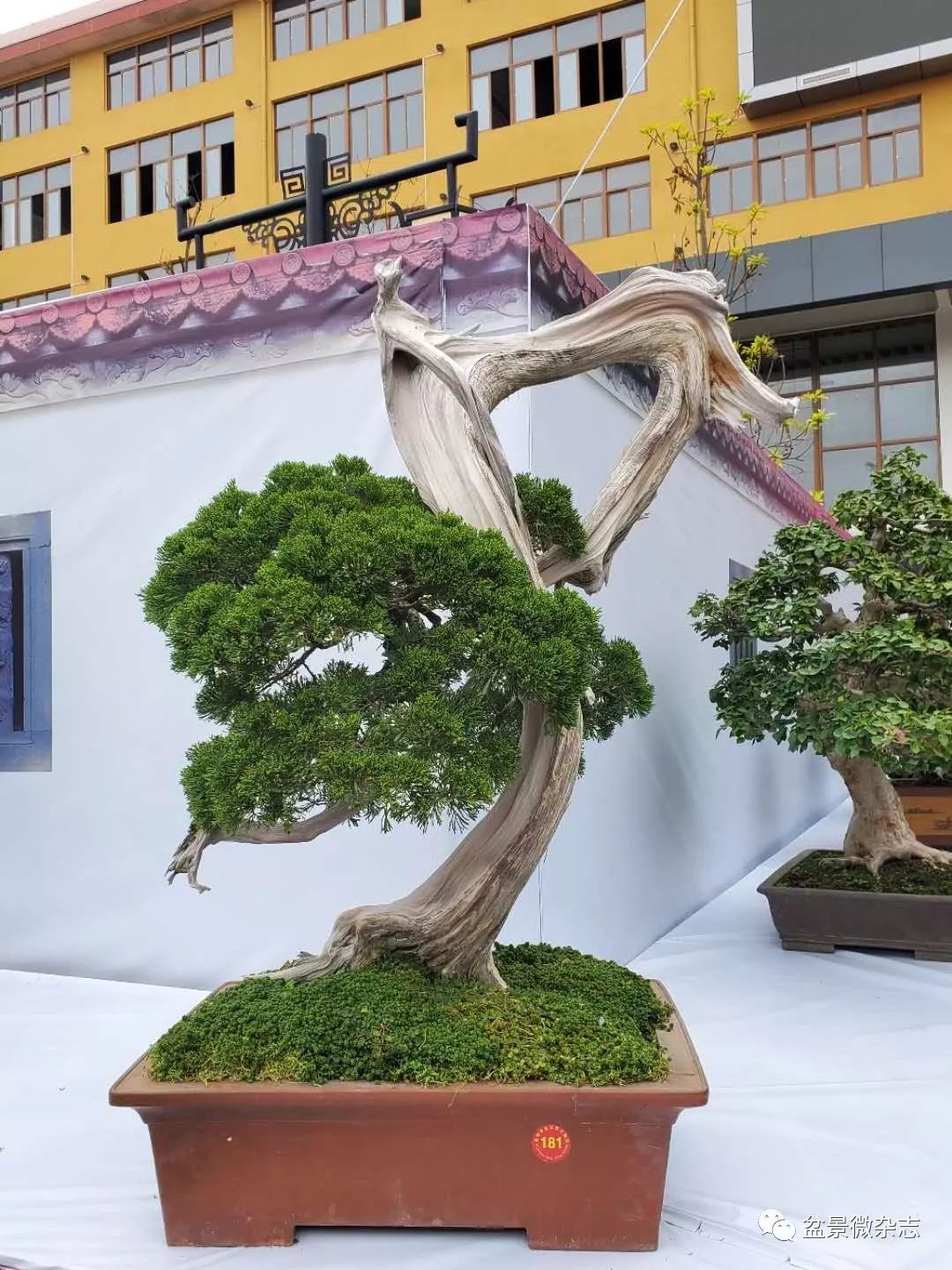 2020年全国首展润物无声首届海丝泉州盆景赏石邀请展开展