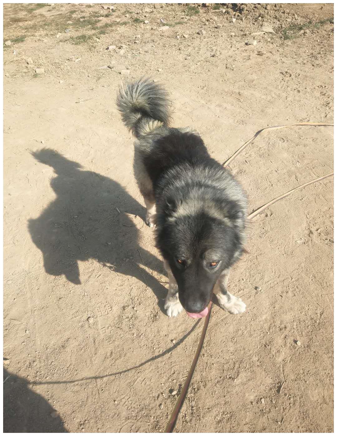 一代天骄高加索真正的大型猛犬巡逻护卫中的高高手