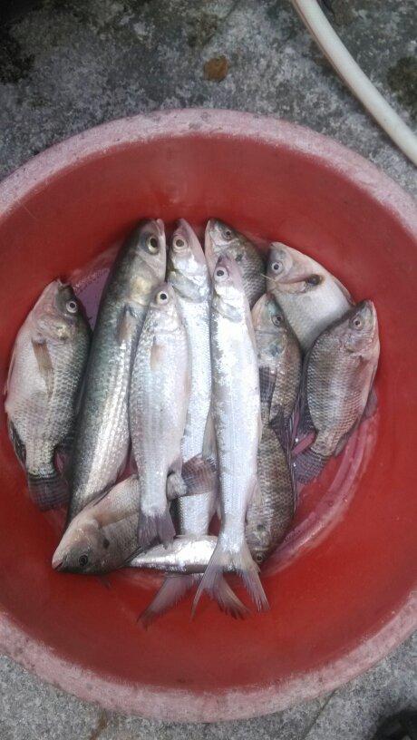 一样是好吃的不要不要的每样上2盘,全被歼灭还有一大盆鱼骨和鱼尾熬的