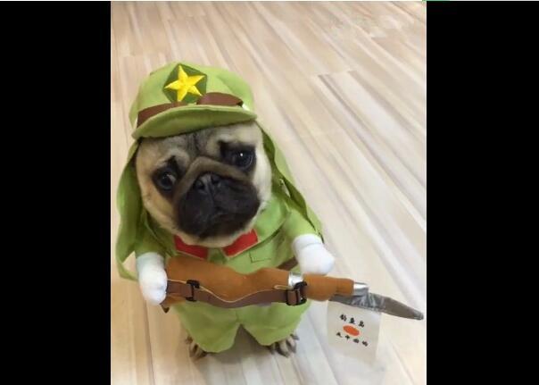 原创狗狗被扮成日本兵,小眼神超级无辜,狗狗:我才不当汉奸!