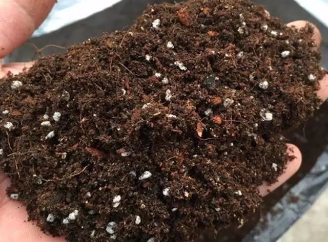 盆栽花卉盆土碱化怎么办 三种方法快速改变 土壤