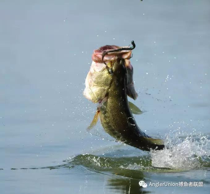 大多数的垂钓者其实已经会有意无意的注意到目标鱼捕食范围或者说攻击
