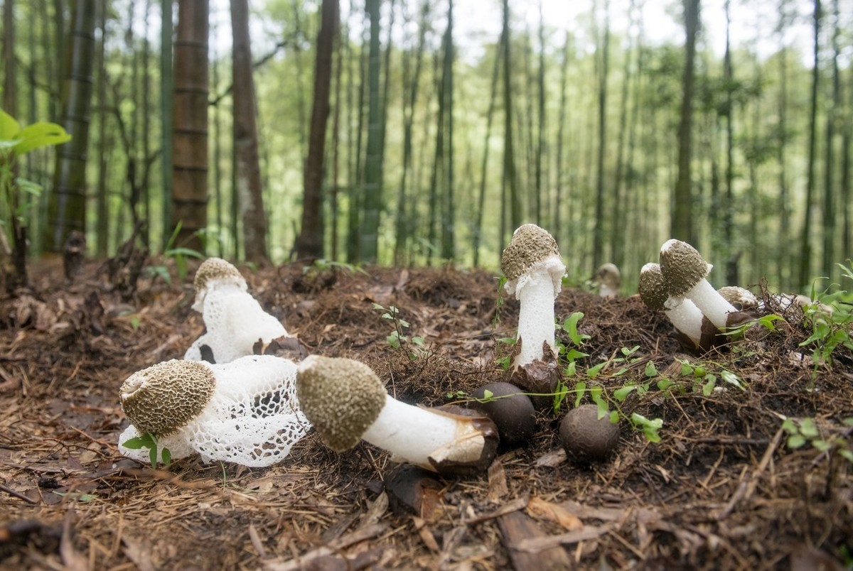 竹荪生长发育离不开哪些营养物质?了解后,竹荪种植产量翻倍!_细胞