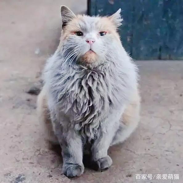 脏面猫图片