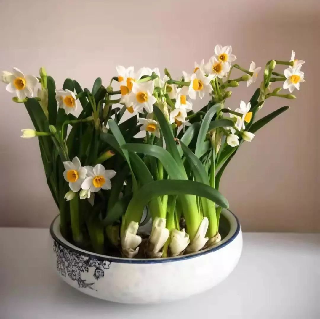 报名 我的手艺我的创意我的生活 创意水仙花雕刻 为生活添一份美丽 浦兴