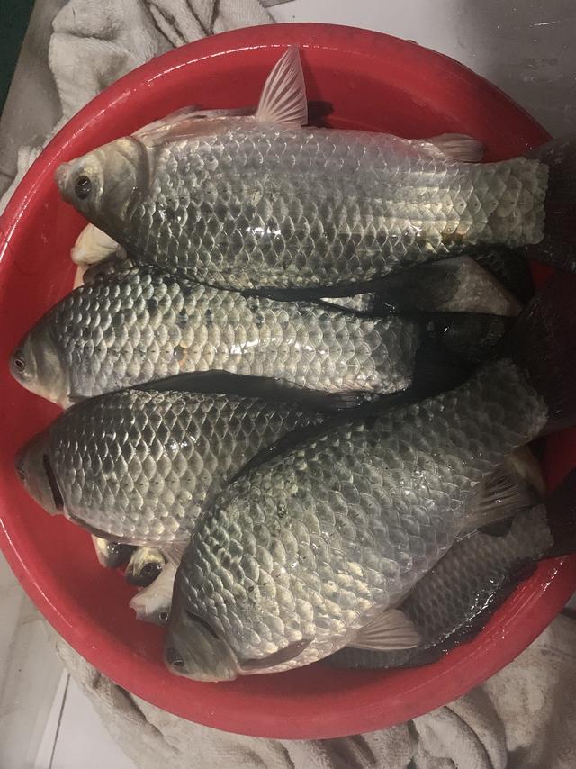 2019年完美收官四尾斤鲫跨年夜相伴