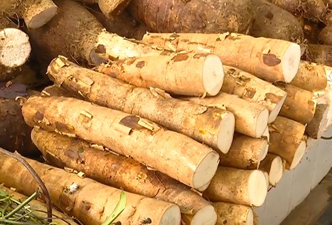 面包木薯有毒吗 来自搜狐网