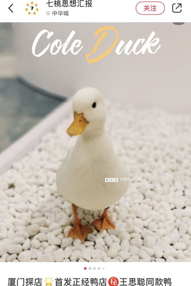 8只售价1w 的网红柯尔鸭亲自坐镇_鸭鸭