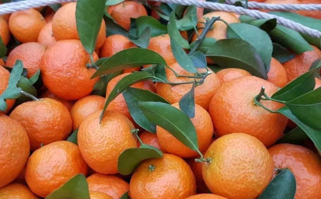 今年冬天,对于那些种了沙糖桔的果农来说格外寒冷,价格再次雪崩