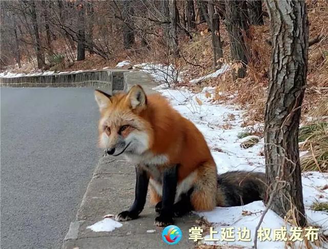 吉林延边3只小狐狸拦路劫食