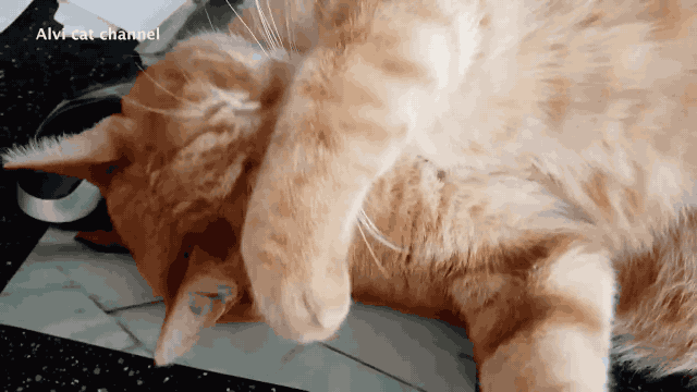 640_360gif 动态图 动图