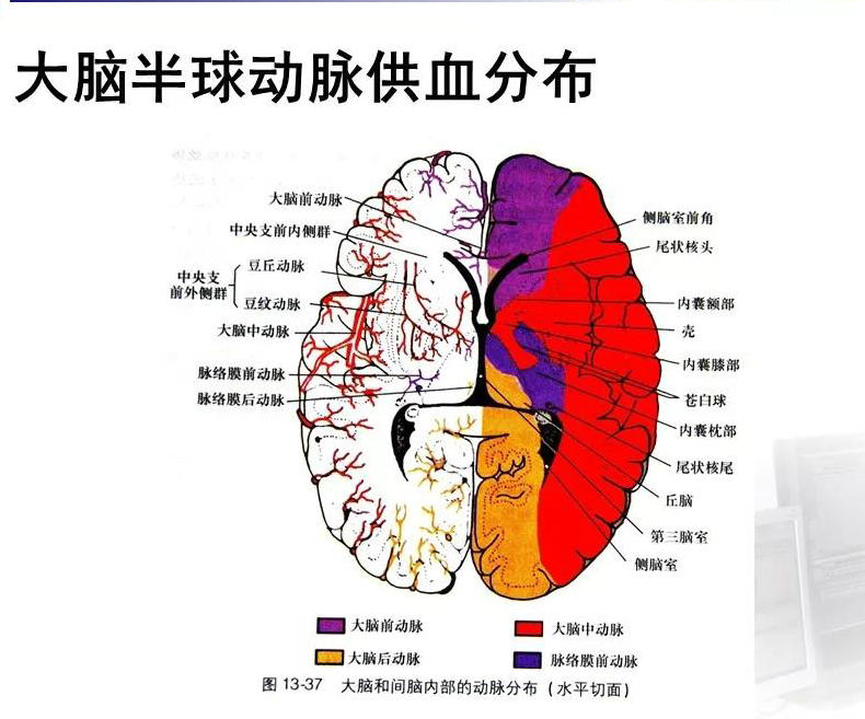 脑血管解剖图解及位置图片