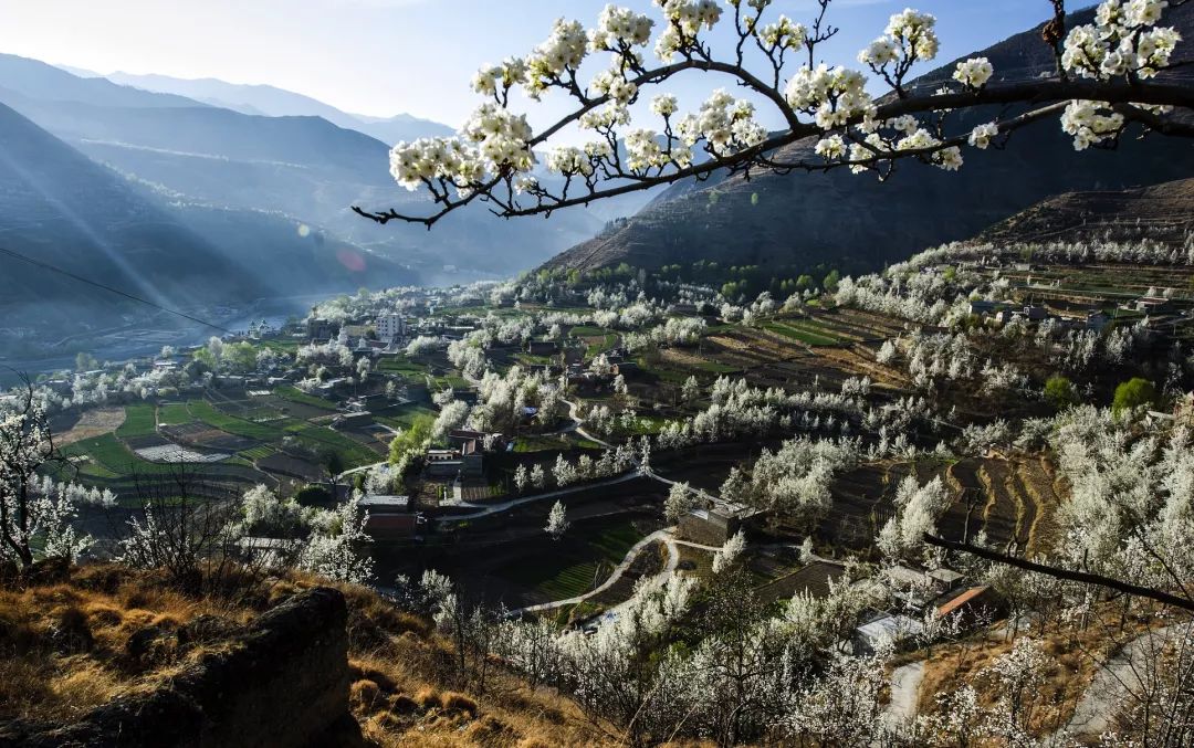 最美的梨花雪 金川下了一场梨花雪 惊艳了整个春天 万顷梨园香雪海