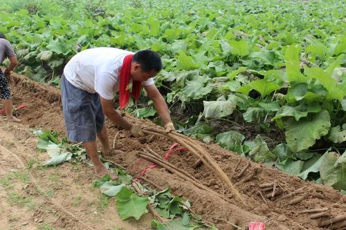 种植专家:想要种植需谨慎_牛蒡