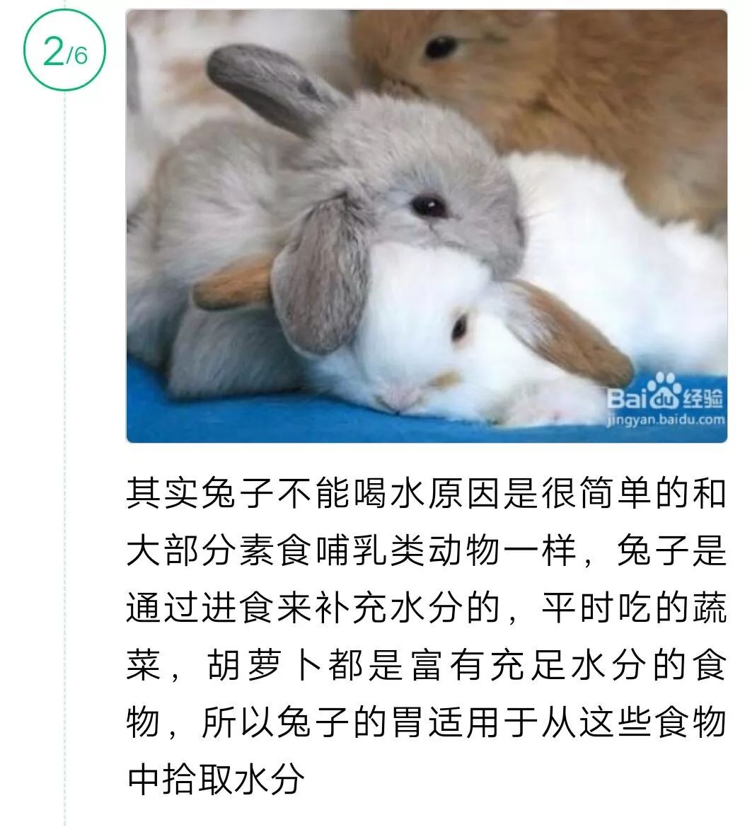 我朋友说给兔子喝水会死?有证据!