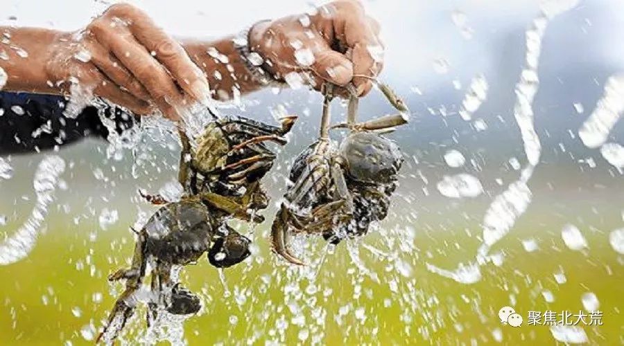北大荒集团勤得利农场有限公司养殖中华绒螯蟹丰富百姓餐桌