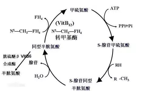 同型半胱氨酸的临床意义