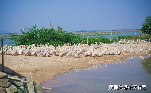 在北部灣海邊紅樹林中擁有大面積海鴨養殖基地.