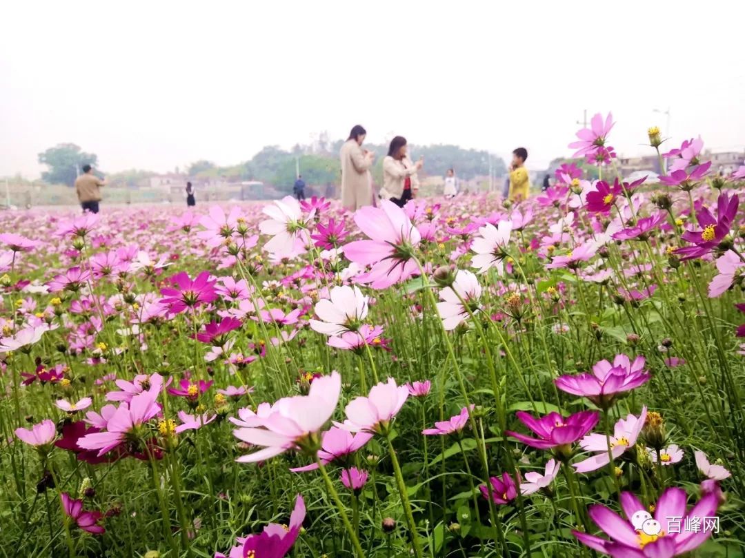 台山新晋网红格桑花花海太美了这个元旦你去打卡没