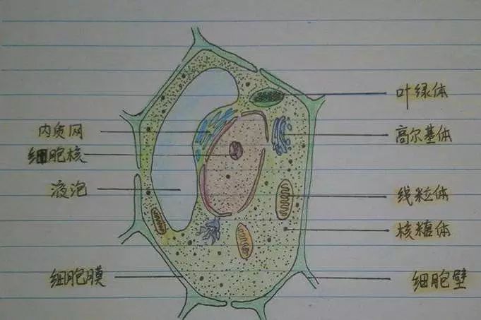 细胞核结构图简笔画图片