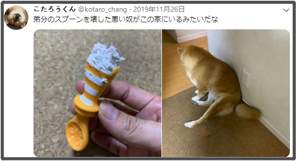 日本”柴犬保姆”走红，每天哄娃又吃醋，也太萌了吧？