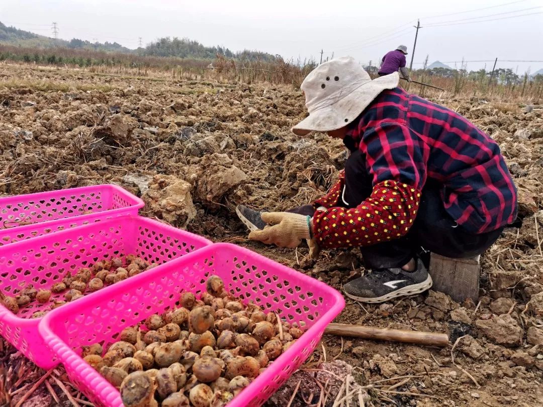 龙颈龙东马蹄收成了,清甜多汁真好吃~_种植