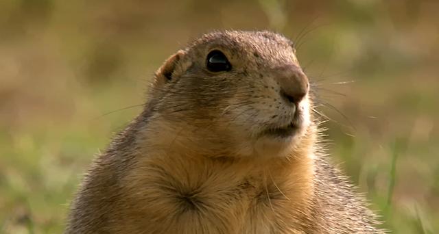 兼顾"开发商和房东"角色,土拔鼠的"物业服务"水准绝非一般