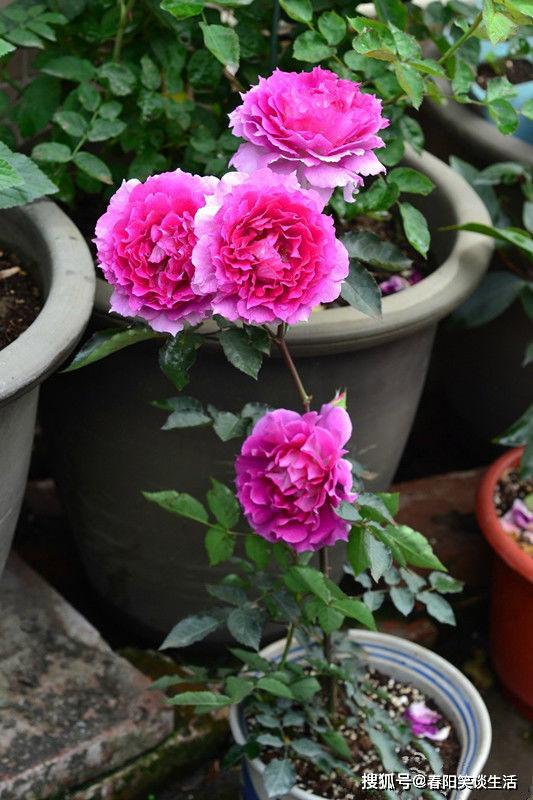 原创喜欢牡丹,不如养"高端玫瑰"康沃尔公爵夫人,开花爆满真好看