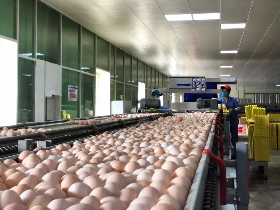 日产鲜鸡蛋100吨 梧州龙圩区一蛋鸡场扩产项目奠基_温氏