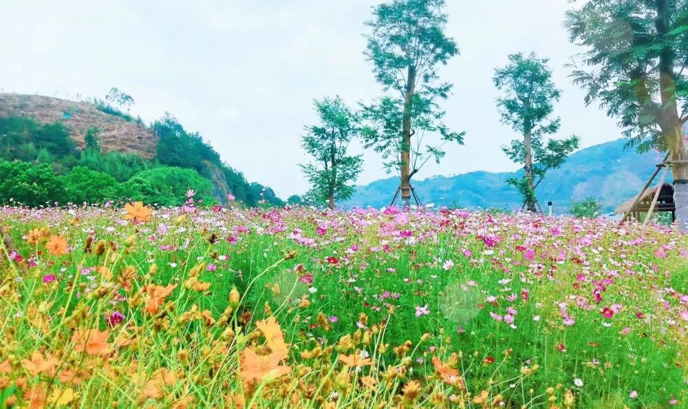 永泰花海公园图片