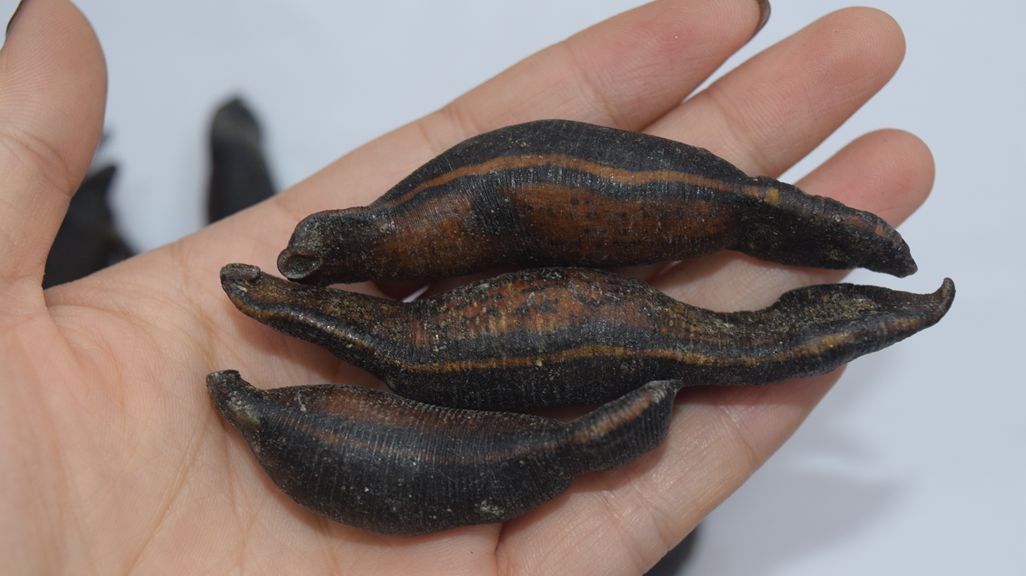 农村河沟里的吸血生物, 药用价值高!