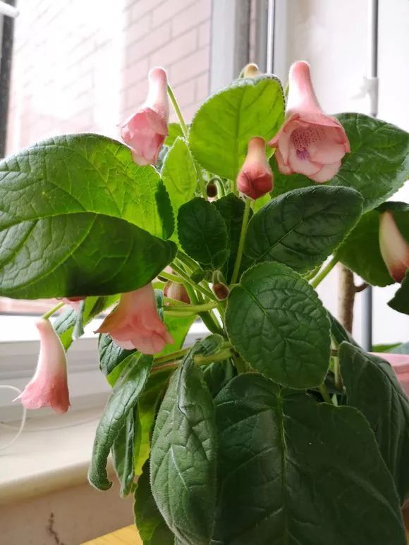 惊艳苦苣苔套筒开花了几乎每一种都很好看