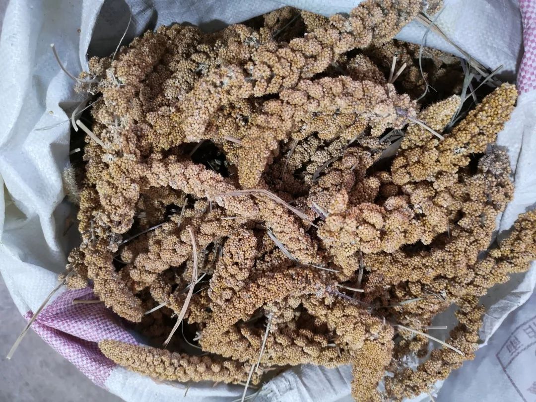 【特别关注】第一书记扶贫攻坚,库存一万多斤小米,欢迎关注并选购!