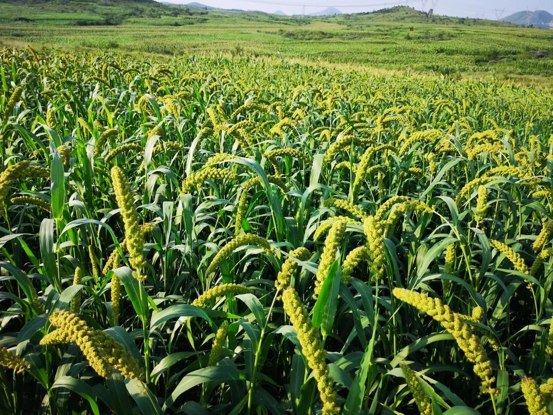 【特别关注】第一书记扶贫攻坚,库存一万多斤小米,欢迎关注并选购!