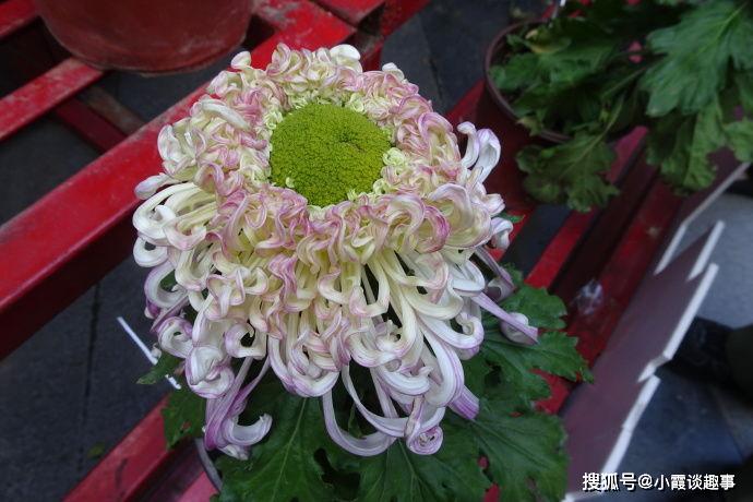 喜欢菊花,不如养盆"极品菊花"沽水流霞,似流霞飞舞,优雅窈窕