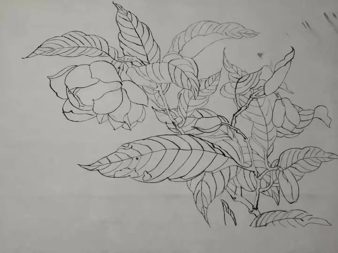 五三61学校课程青岛第53中学精品课程成果展工笔花鸟画临摹