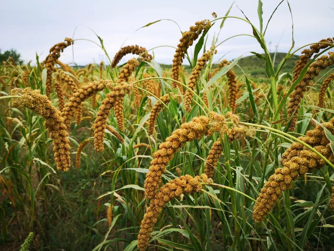 【特别关注】第一书记扶贫攻坚,库存一万多斤小米,欢迎关注并选购!