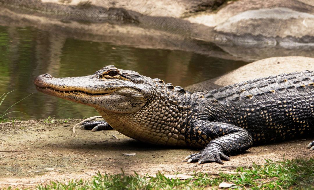送礼团59元特价游云浮观赏鳄鱼公园送鹅送扇鸡送丝苗米一天游