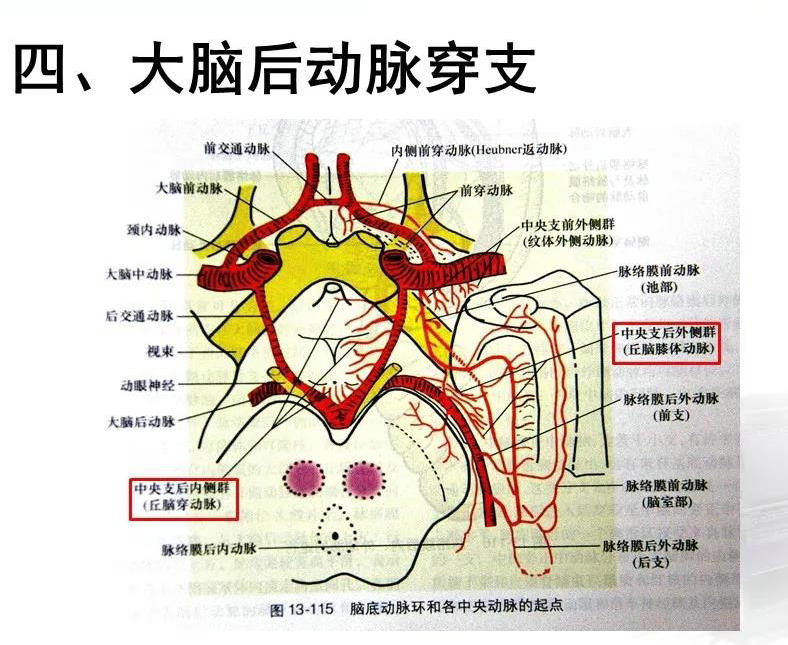 头颅血管解剖图图片