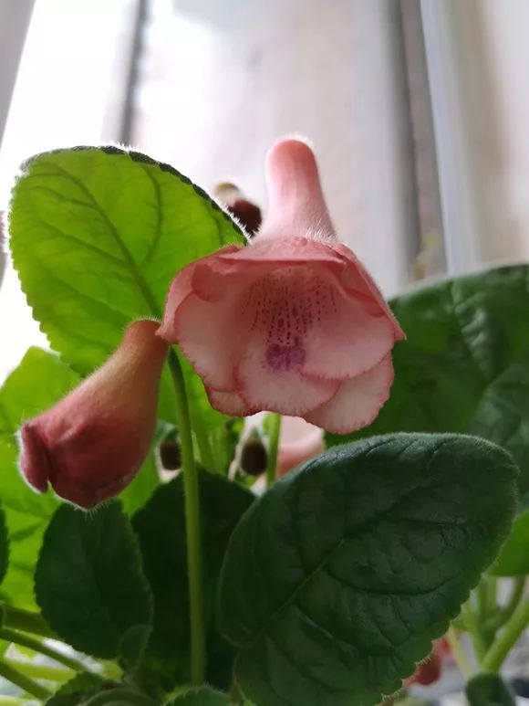 惊艳苦苣苔套筒开花了几乎每一种都很好看