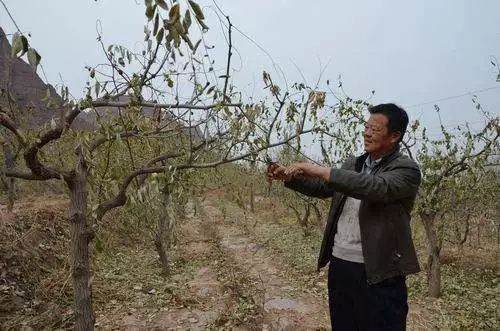 枣树幼树修剪图解图片