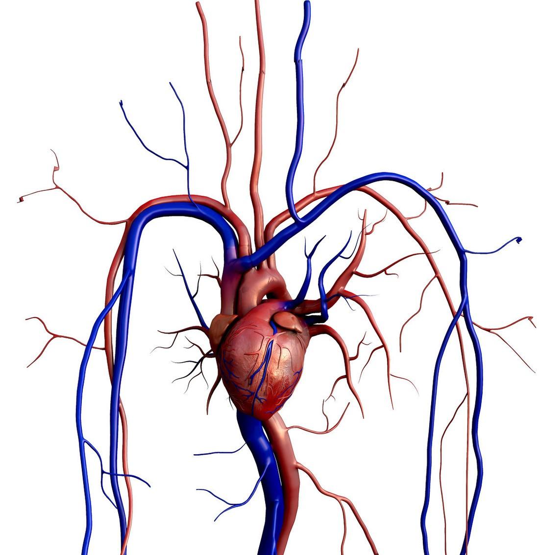 动脉是什么样子的图片图片