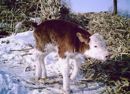 三农学校老师详细地询问了犊牛及母牛饲料食用等一些情况,让他就使用