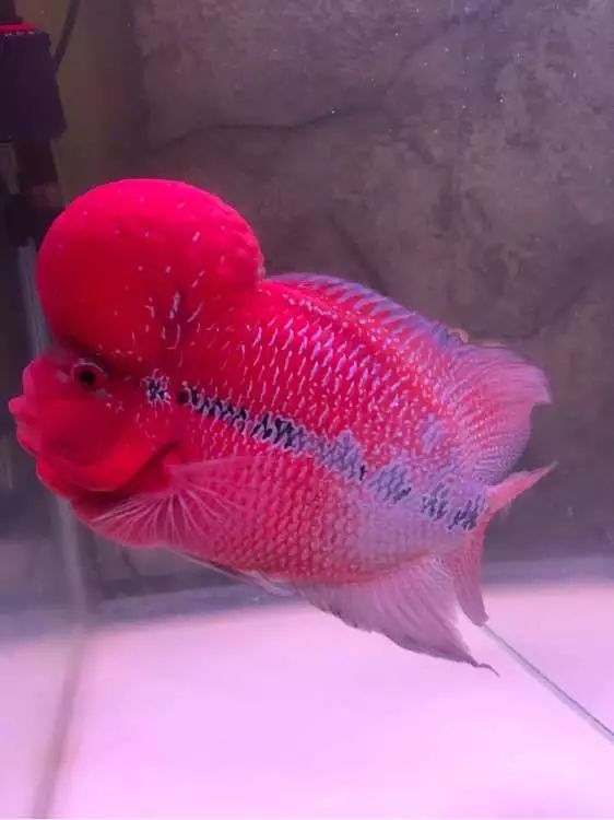 忙了一上午,不妨欣赏欣赏几尾漂亮的罗汉鱼靓照,看