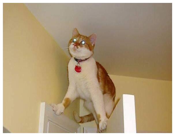 18张猫咪出糗的搞笑图片赶快给我删了本喵不要面子的啊