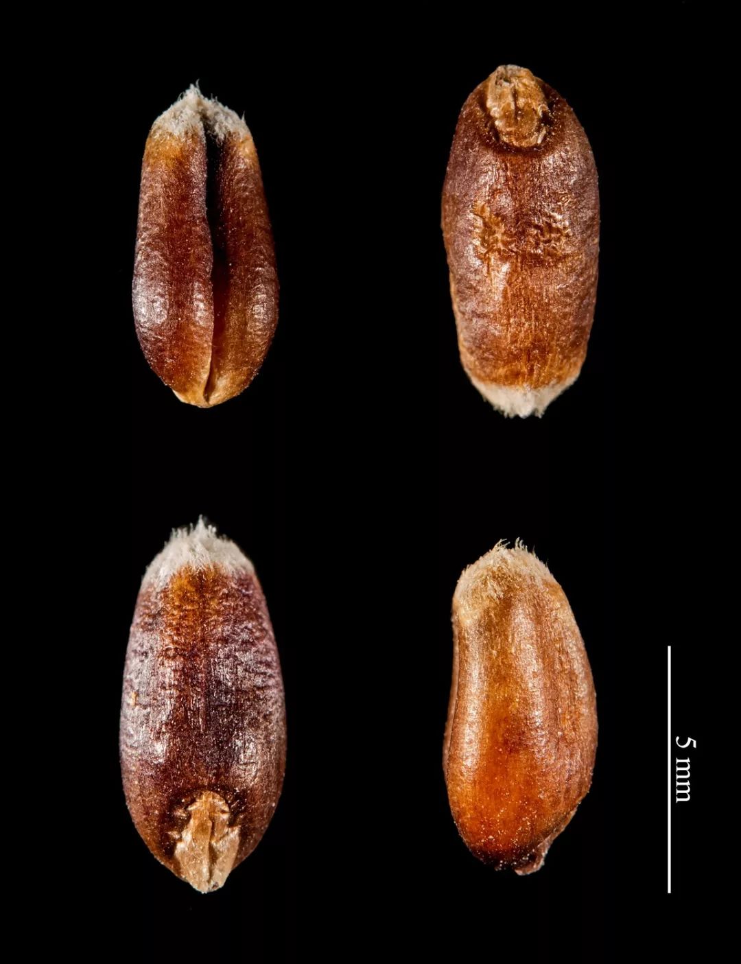 植物学家带你扒一扒,昨天的那碗腊八粥~_sativa