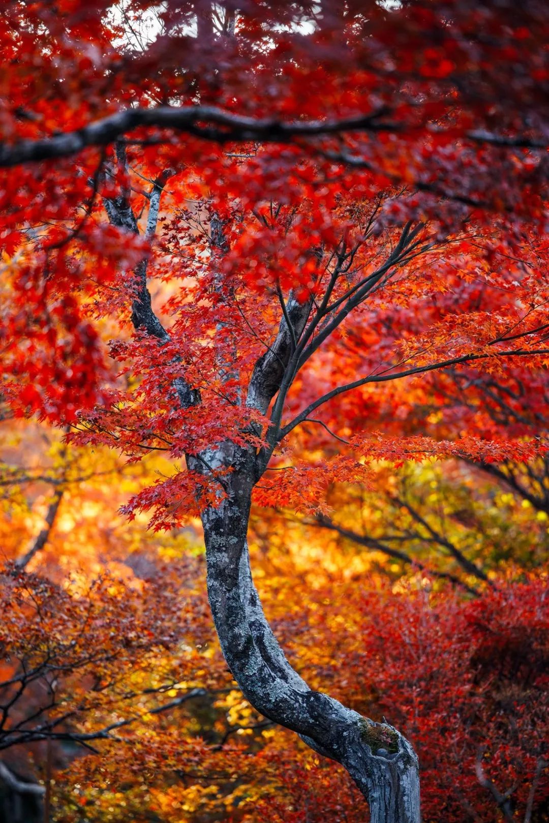 秋枫醉人心带上eosr记录京都红叶季