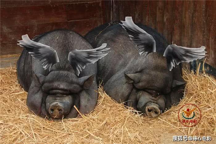 接地气的《猪太狼的夏天》,碰到《长翅膀的猪》,少了黑色幽默