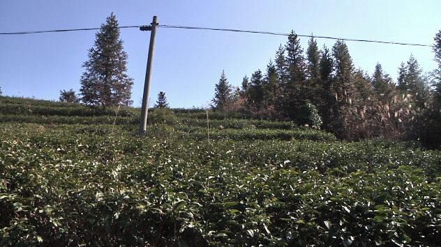 返鄉種茶誓把荒山變金山